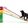 Nova Folding Pet Ramp Plastic Foldable 200lb Dog-5